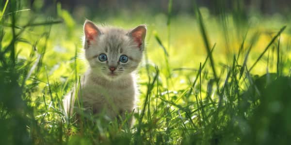 cognitive distortions